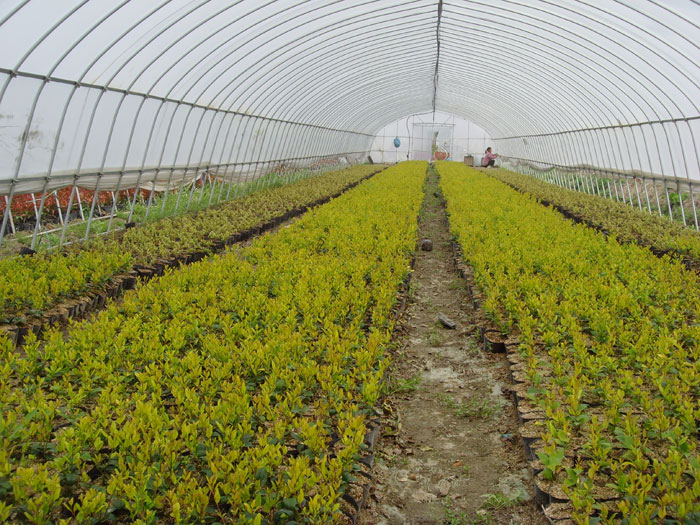 電站苗木基地(2)